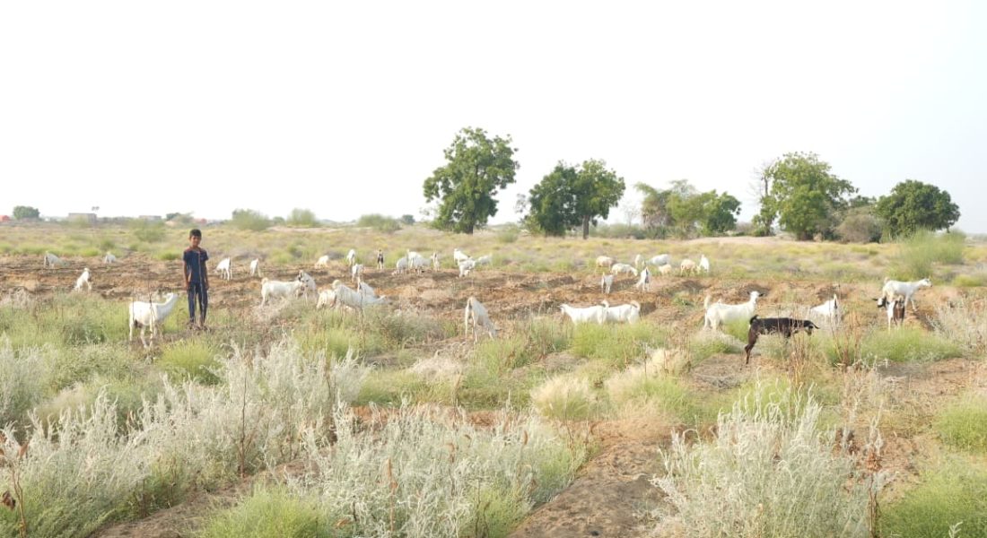 Hajjah