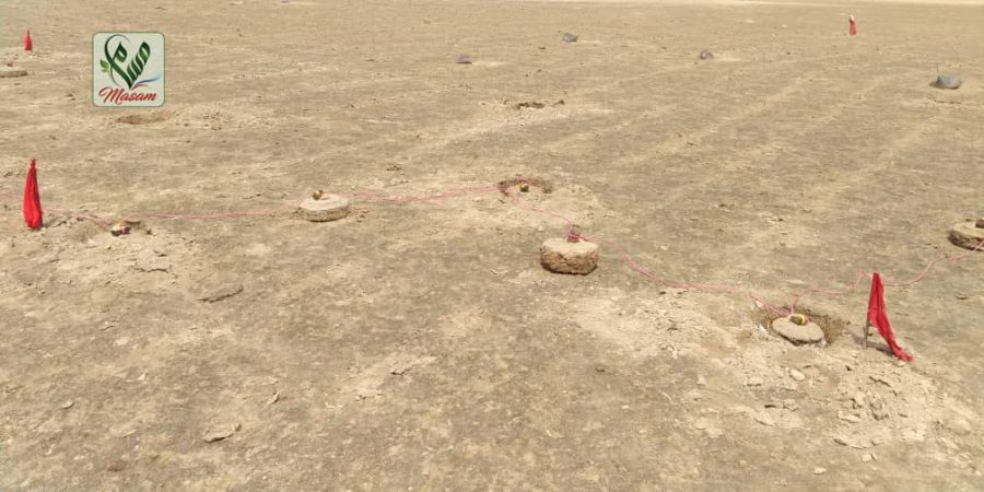 ذباب