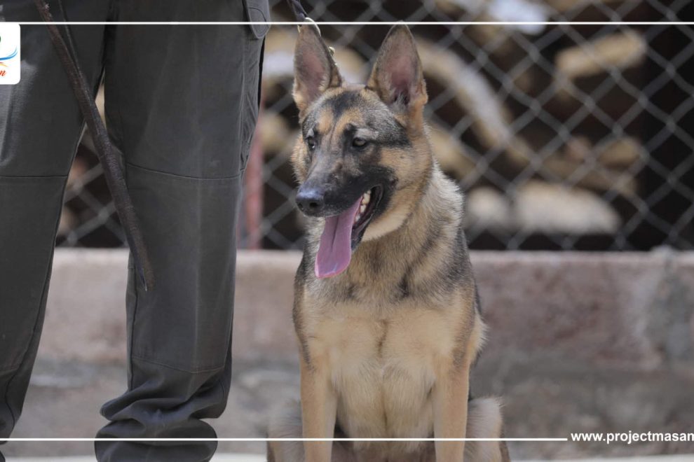 كلاب جديدة تعزز سلامة فرق مسام ميدانياً باليمن