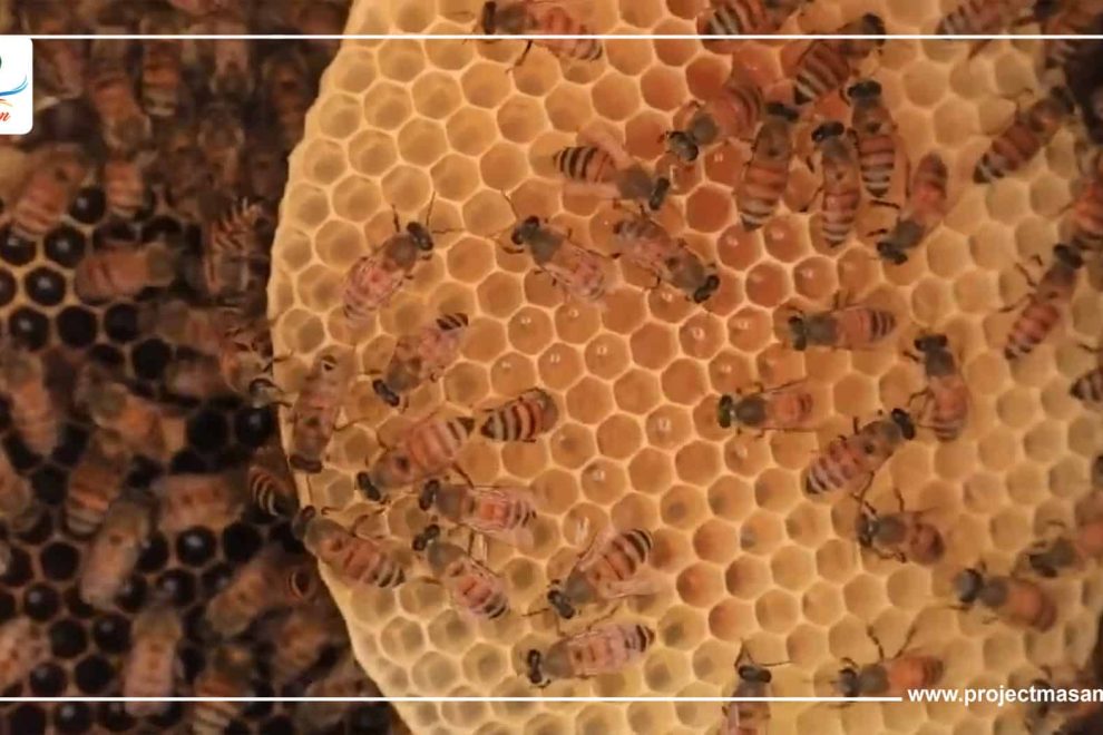 على يد مسام.. مناطق رعي النحل في مبلقة بمديرية بيحان تستعيد أمنها من الألغام